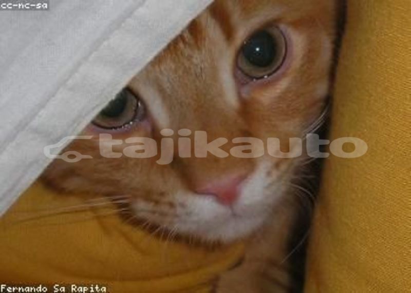 Big with watermark image