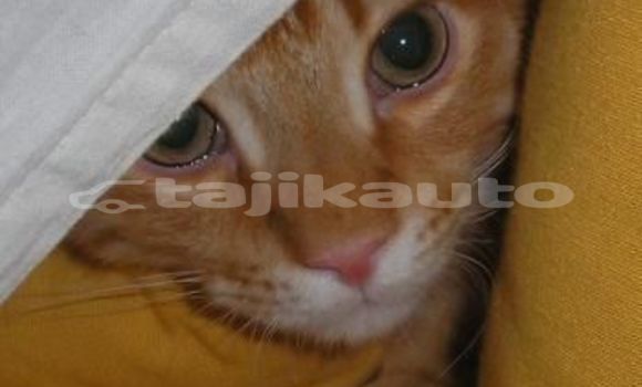 Medium with watermark image