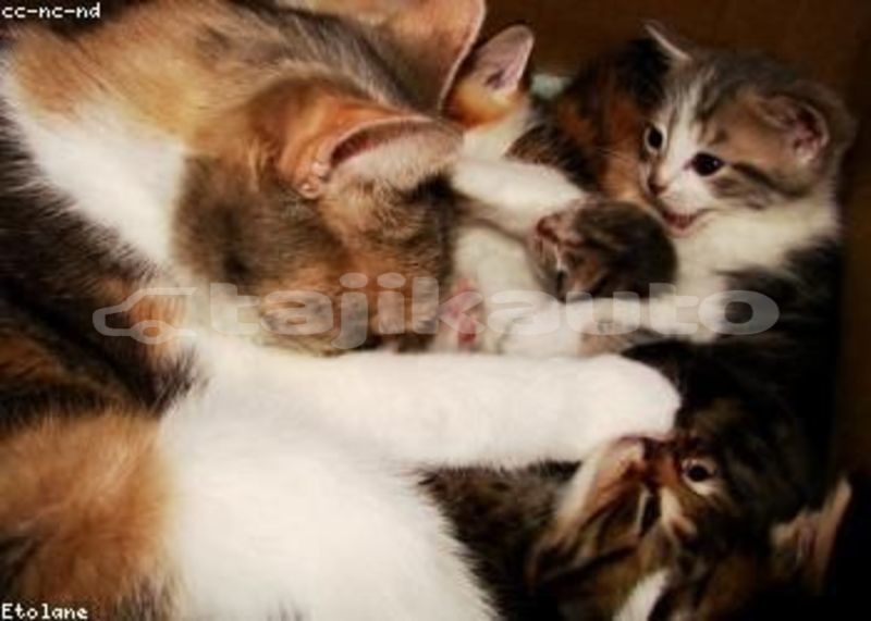 Big with watermark image