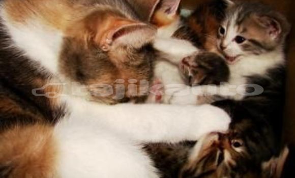 Medium with watermark image