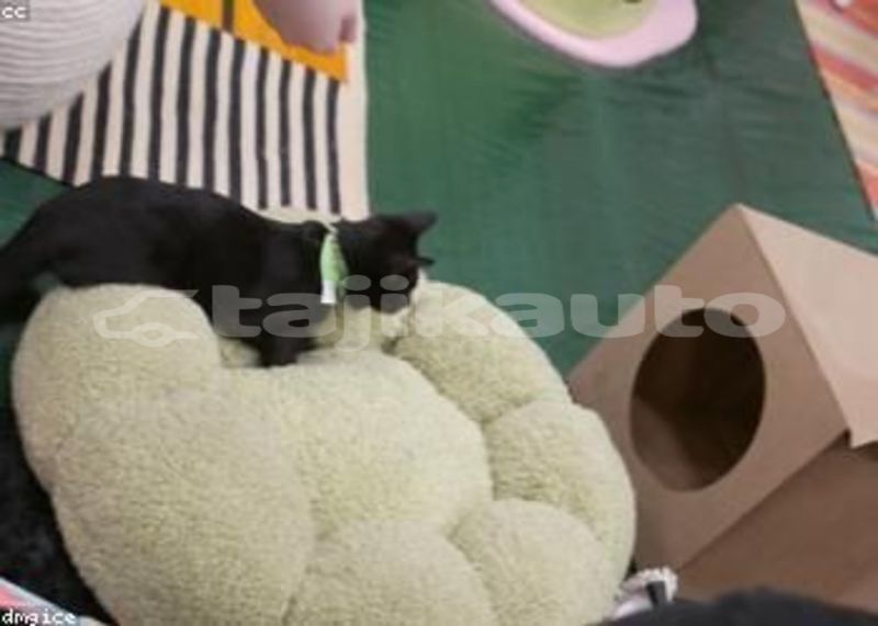 Big with watermark image