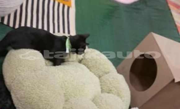 Medium with watermark image