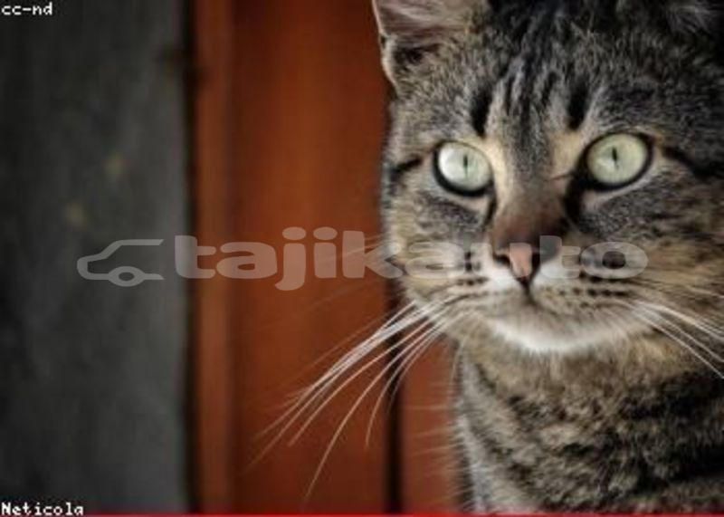 Big with watermark image