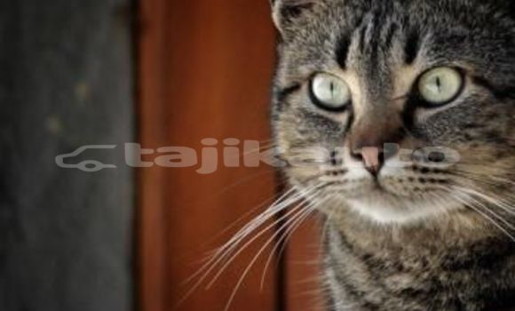 Medium with watermark image
