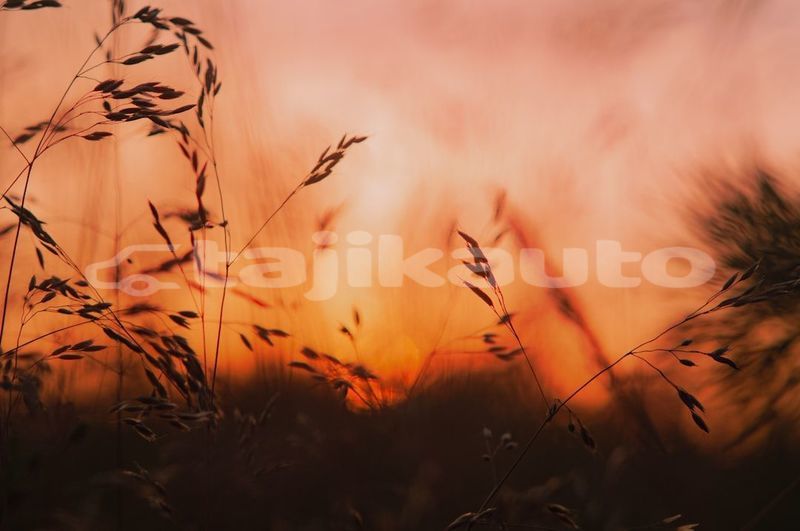 Big with watermark image