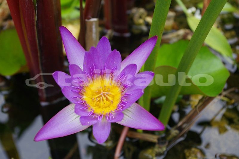 Big with watermark image