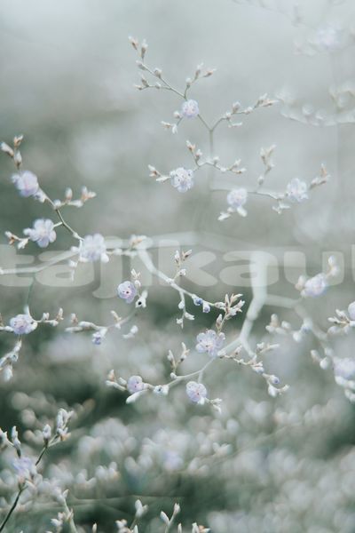 Big with watermark image