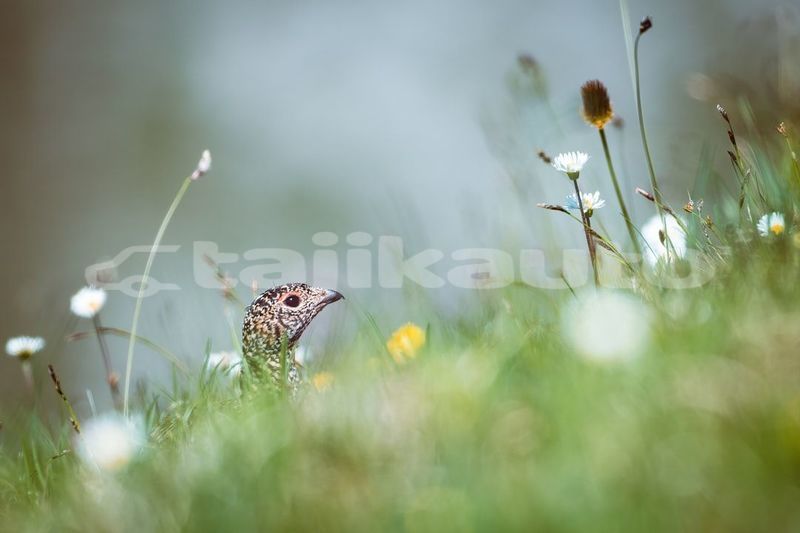 Big with watermark image
