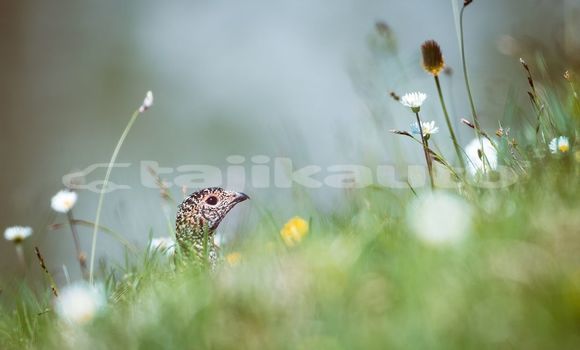 Medium with watermark image