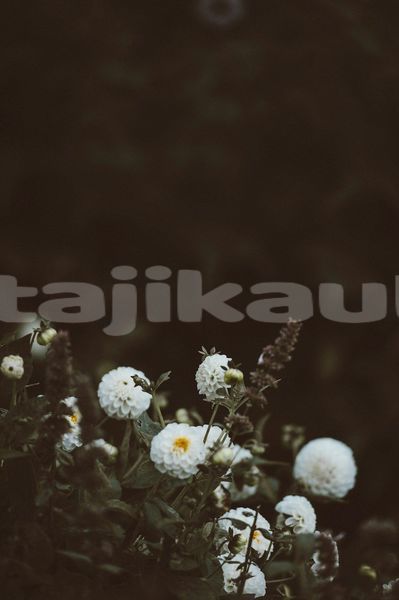 Big with watermark image