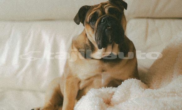 Medium with watermark image