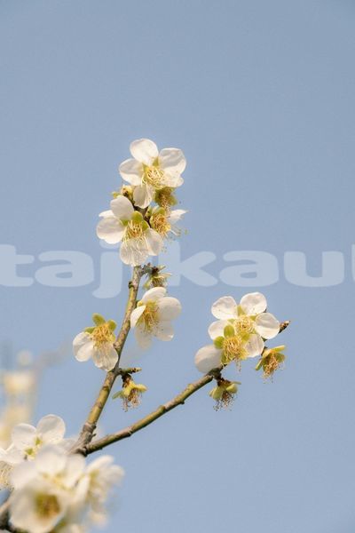 Big with watermark image