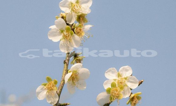Medium with watermark image