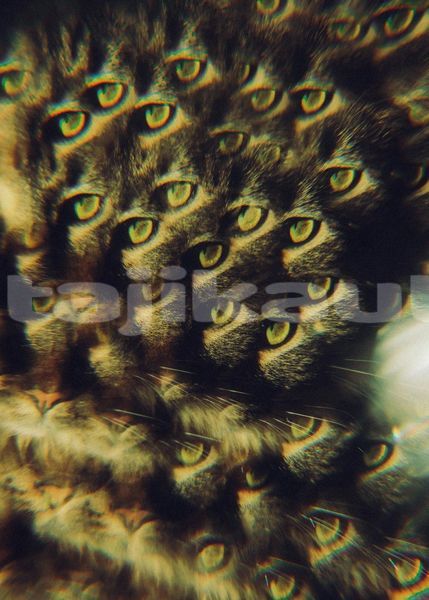 Big with watermark image