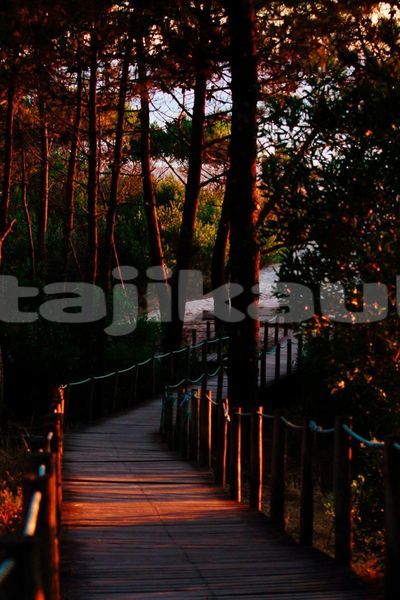 Big with watermark image