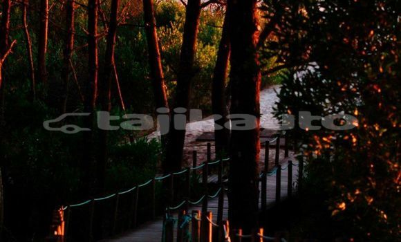 Medium with watermark image