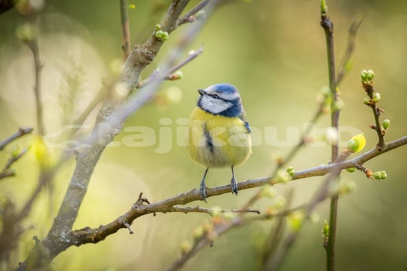 Big with watermark image