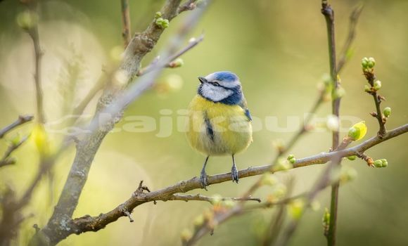 Medium with watermark image