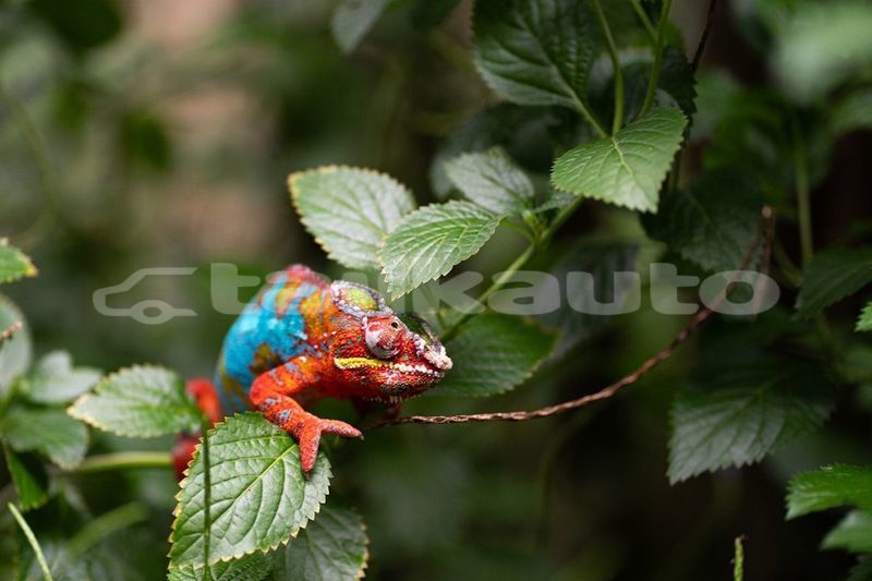 Big with watermark image