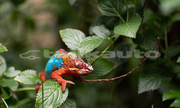 Medium with watermark image