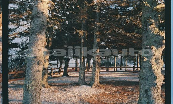 Medium with watermark image