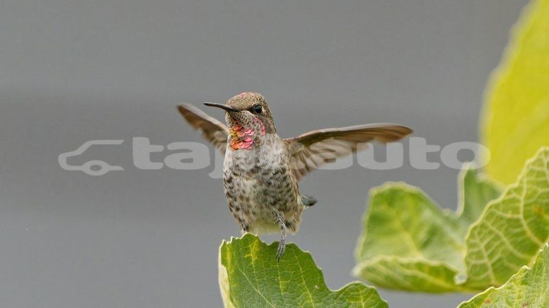 Big with watermark image