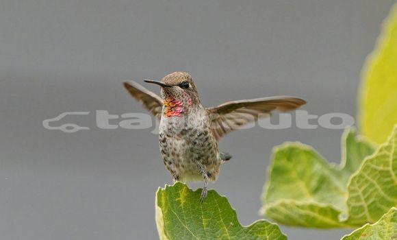 Medium with watermark image