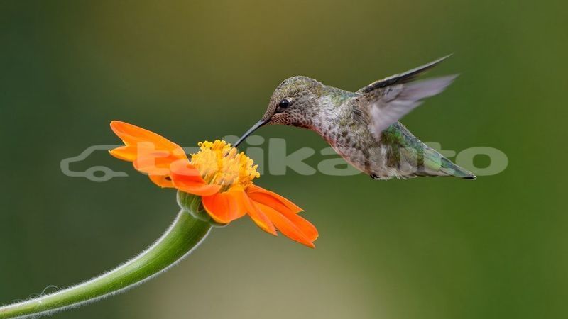 Big with watermark image