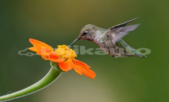 Medium with watermark image