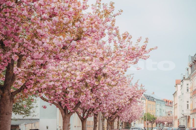 Big with watermark image