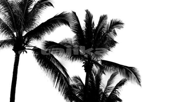 Medium with watermark image