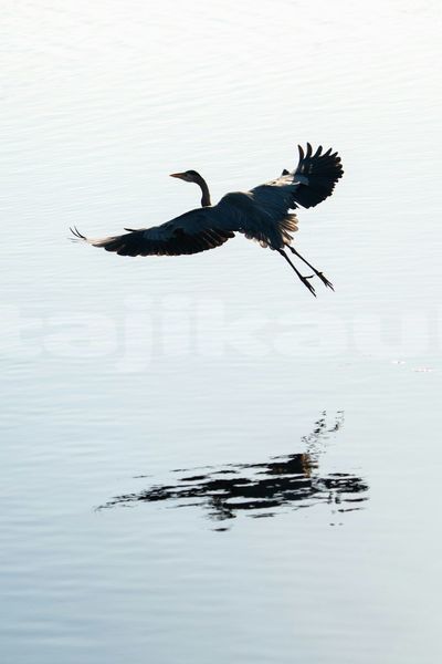 Big with watermark image