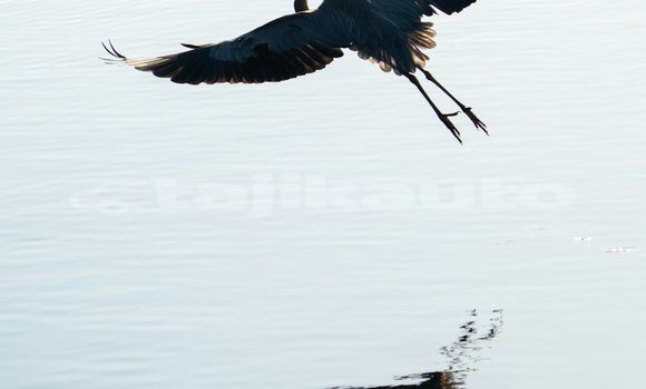 Medium with watermark image