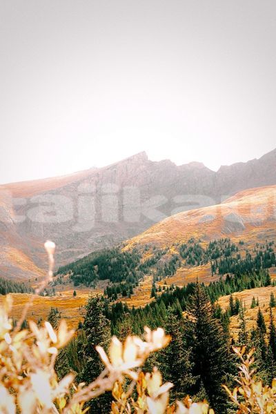 Big with watermark image