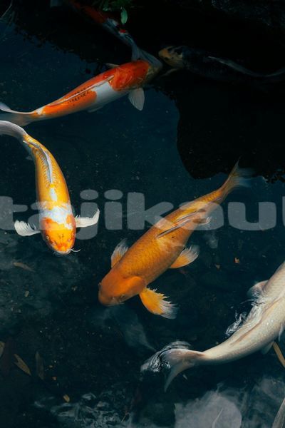 Big with watermark image