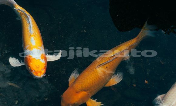 Medium with watermark image