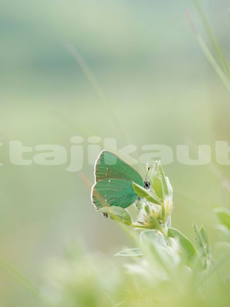Big with watermark image