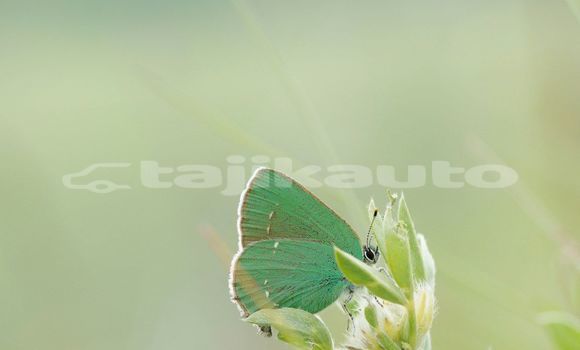 Medium with watermark image