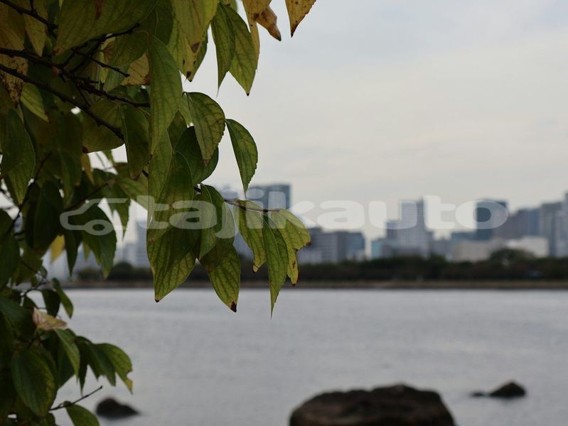 Big with watermark image