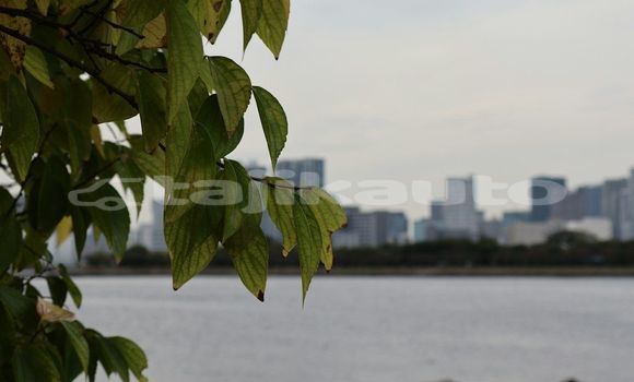 Medium with watermark image