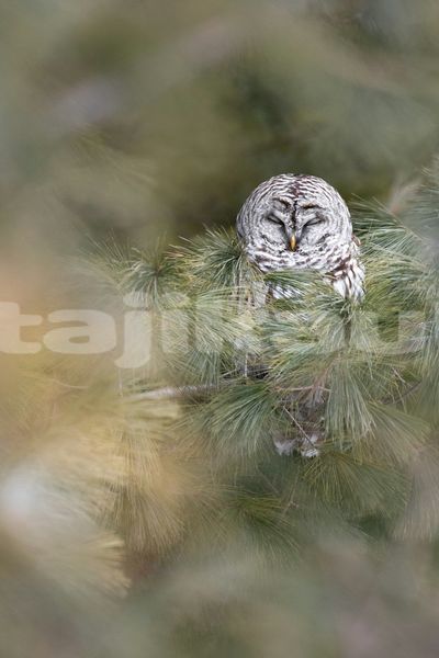 Big with watermark image