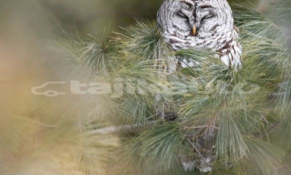 Medium with watermark image
