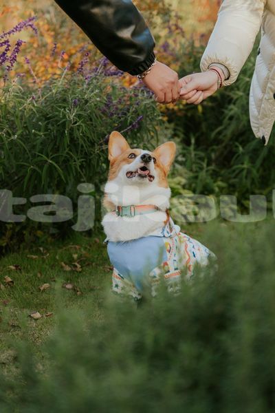 Big with watermark image