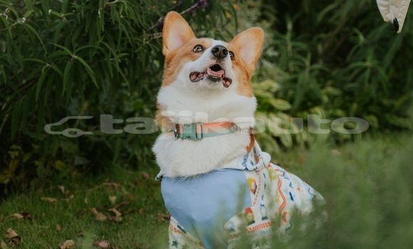 Medium with watermark image