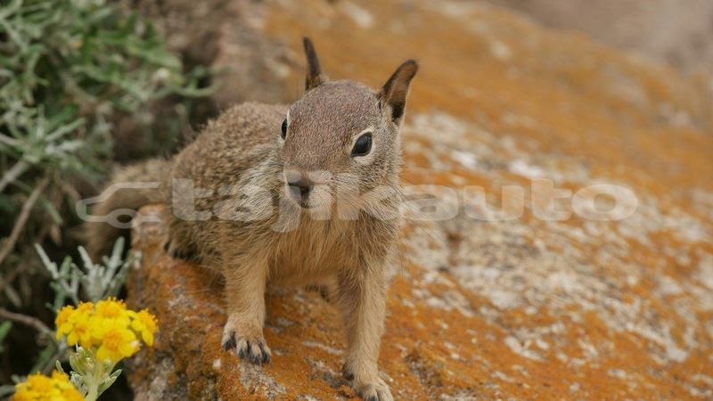 Big with watermark image