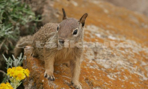 Medium with watermark image