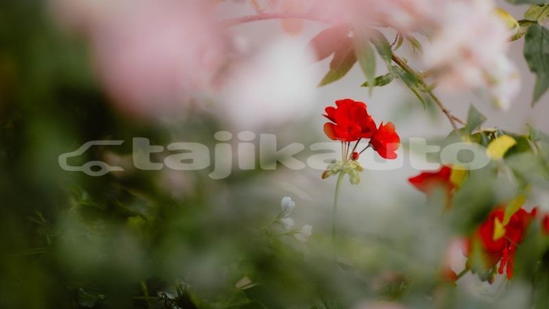 Big with watermark image
