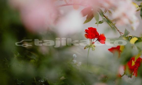 Medium with watermark image
