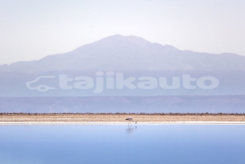 Big with watermark image