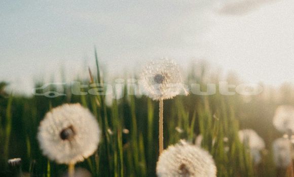 Medium with watermark image